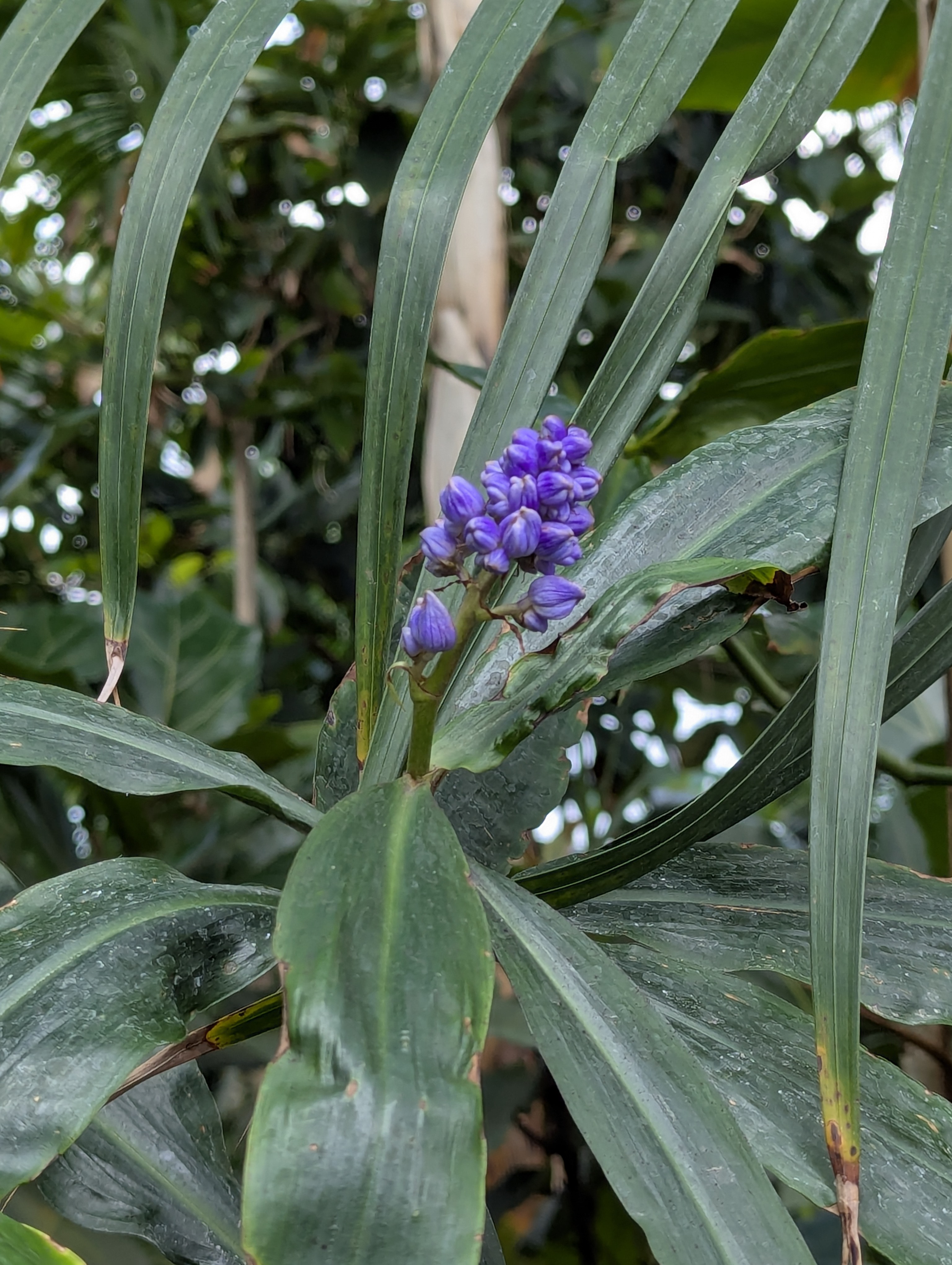 Birthday Trip to Canada, Edmonton, Pyramids, Muttart Observatory